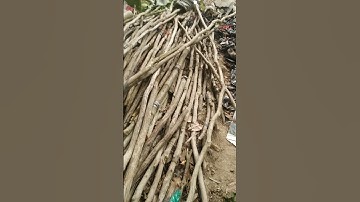 câu rắn mối miền tây