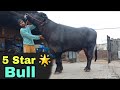 लालू डुमरखां :-  5 Star 🌟 Murra Bull अच्छी फसल और अच्छी नस्ल के लिए मेहनत करनी पडती है (79884_54230)