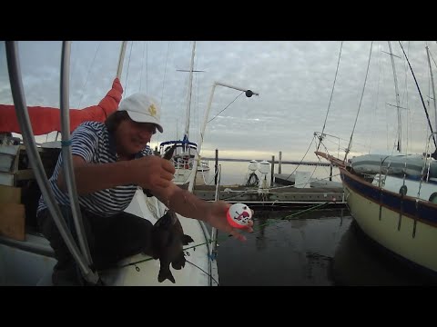 PIRANHA PIT PIRATE BOBBER CATCHES MANY BIG FISH AT FLORIDA FISH FARM