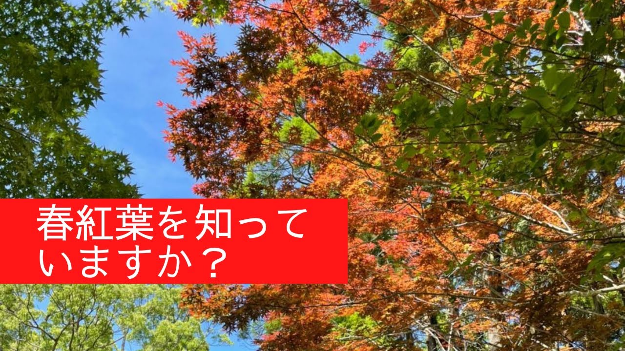 春紅葉って知っていますか Youtube