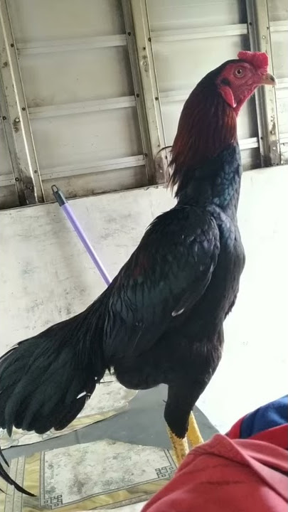 Kokok Ayam Bangkok Pakhoy