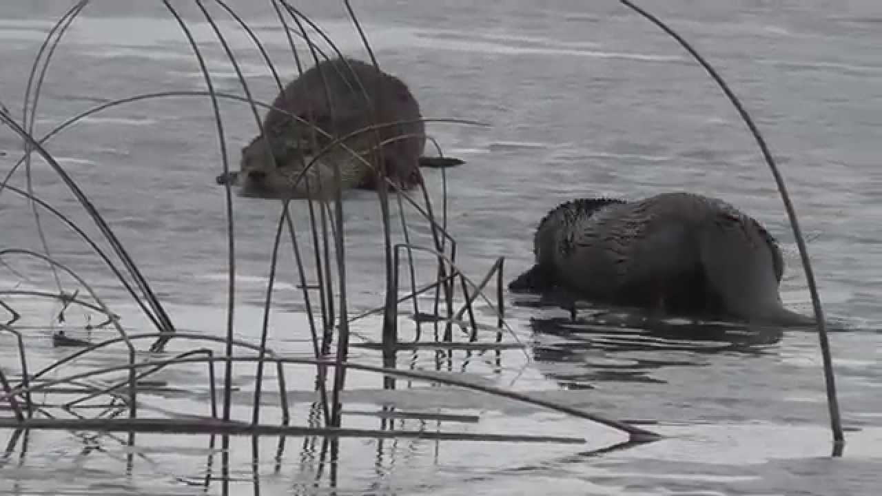 River Otters courting - YouTube