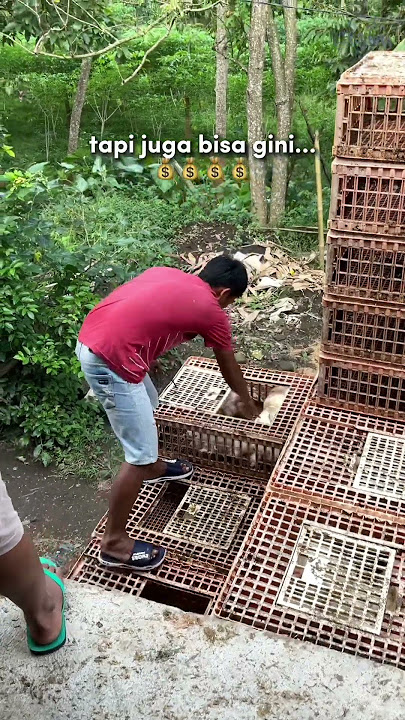 Rahasia Sukses Ternak Ayam Broiler: Manajemen Kandang yang Tepat   #ayambroiler