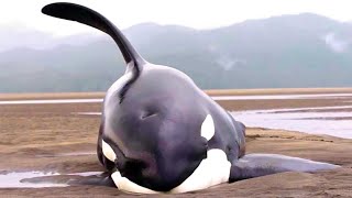 7 Rescates de Orcas varadas en la costa con final Feliz y uno con final Triste by Pulsa Channel 5,145 views 3 months ago 8 minutes, 41 seconds