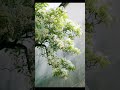 The Bloom of Century-Old Tassel Flower | Nature’s Beautiful Moment