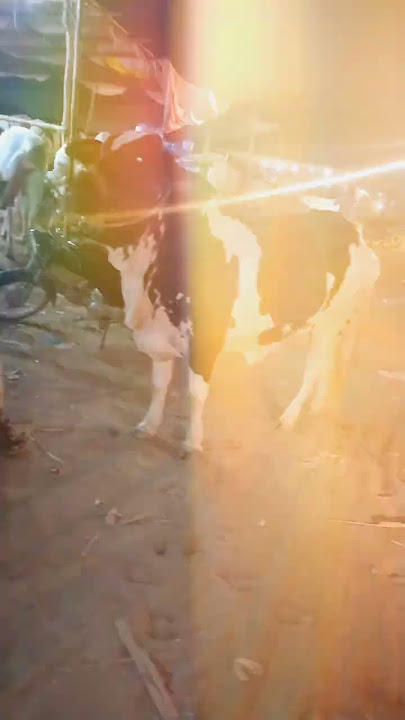 'AS Cattle Karachi Ki Bubbli – Full Attitude Mein Entry!' #trending #viralvideo