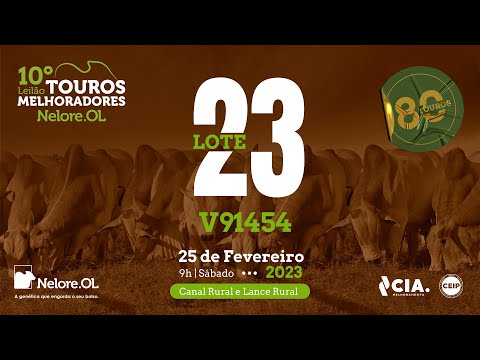 LOTE 23 V91454 - 10º LEILÃO - TOUROS MELHORADORES NELORE OL