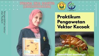 'PRAKTIKUM PENGAWETAN DAN IDENTIFIKASI VEKTOR KECOAK'