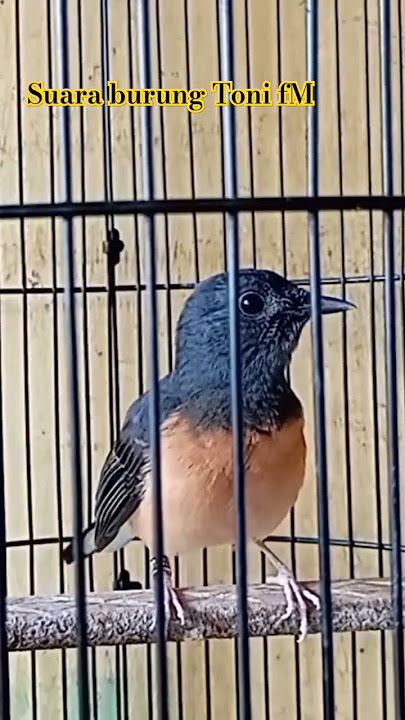 murai betina memanggil jantan #shorts