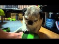 なでなでして！おねだりが終わらないパグ犬！Pug
