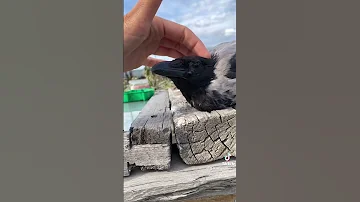 Ручная серая ворона Каркуша любит ласку