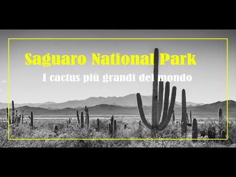 Video: Saguaro - il cactus più grande del mondo