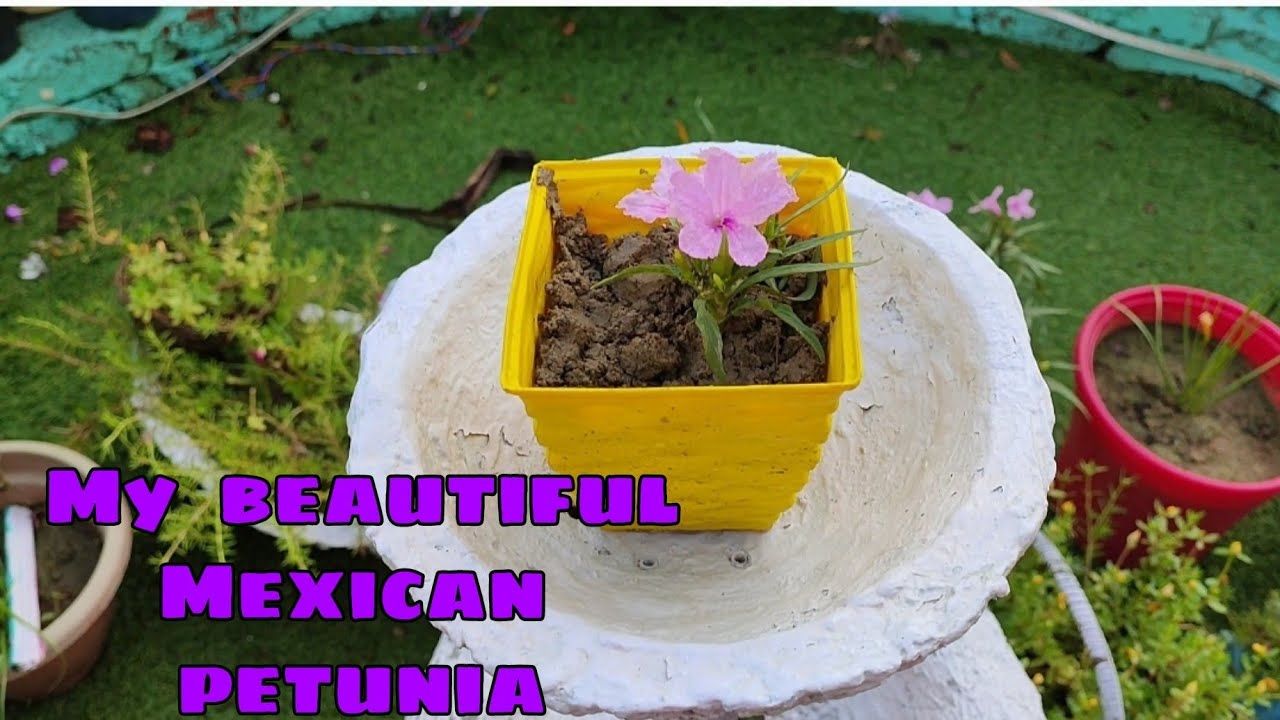 Easy to grow Mexican Petunia in small pot YouTube