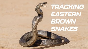 World-first tracking of snakes using drone radio-telemetry