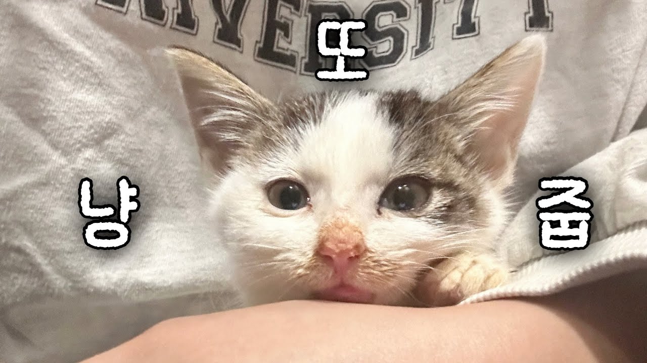 입양.. 그거 어떻게 보내는건데