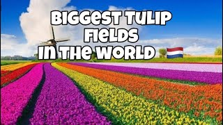 Holland 🇳🇱 | LADANG TULIP TERBESAR DI DUNIA