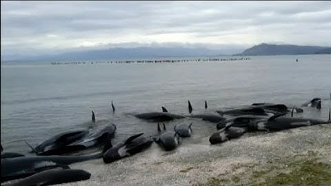 Hundreds of whales stranded on New Zealand beach