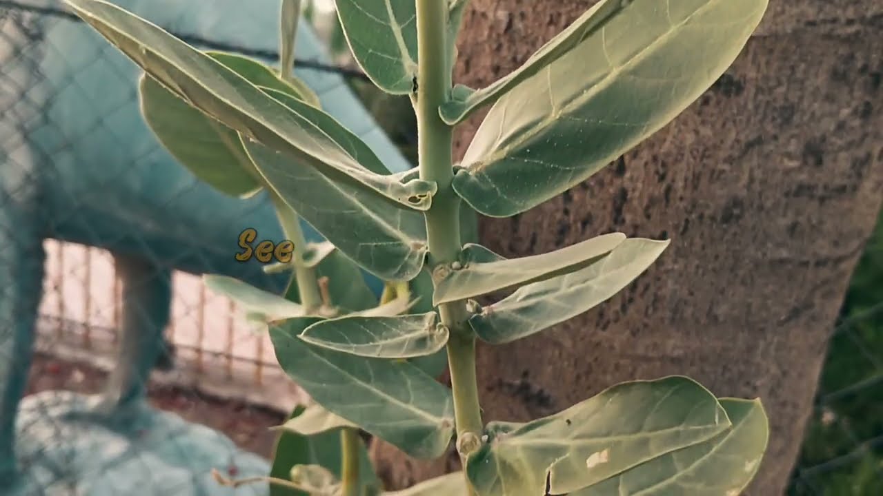 Scene 3