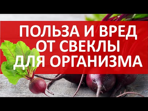 Чем полезна свекла для организма, кому нельзя есть свеклу и почему