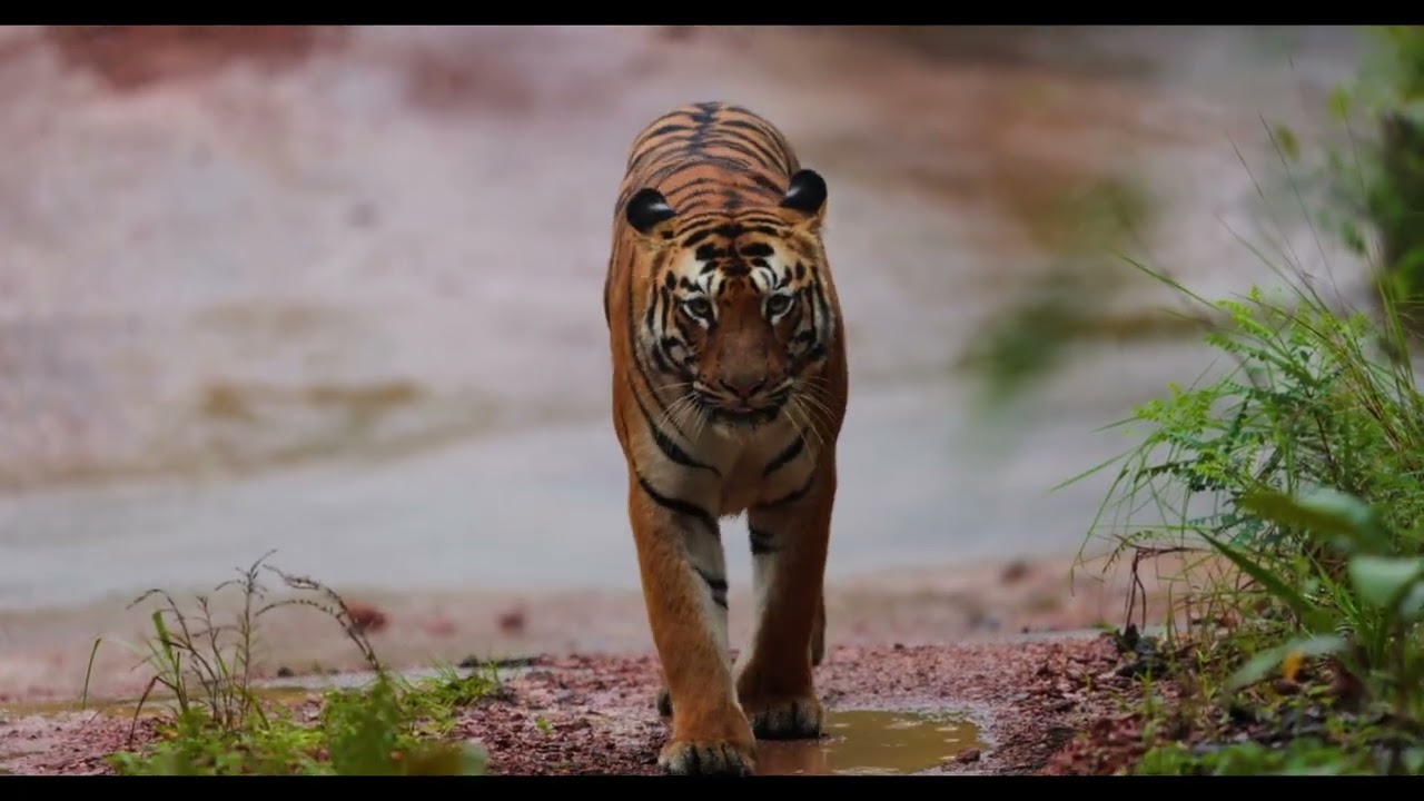 Tigers are masters of silent walking.