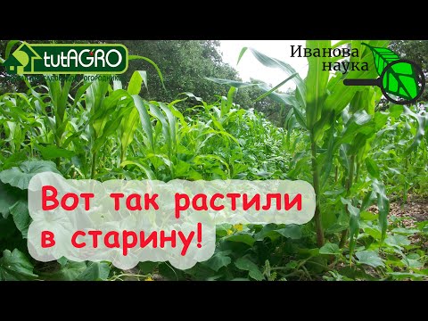 Видео: Посадка зерновой ржи – выращивание ржи для еды в домашнем саду