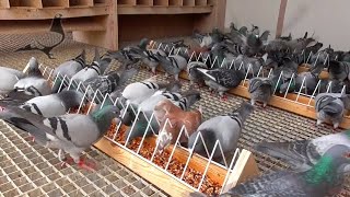 Every Day Pigeons training over the loft (6th March 2023) 😉