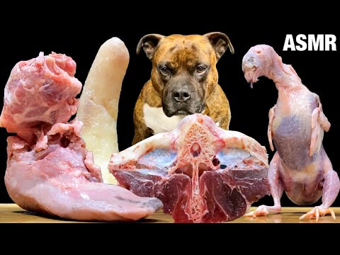 【大食い犬ASMR】生肉爆食いしたら強引にお手をさせられる愛犬 MUKBANG Dog eats raw meat bones