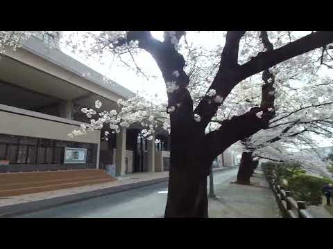 Cherry blossoms (Ageo Saitama Japan) 2022