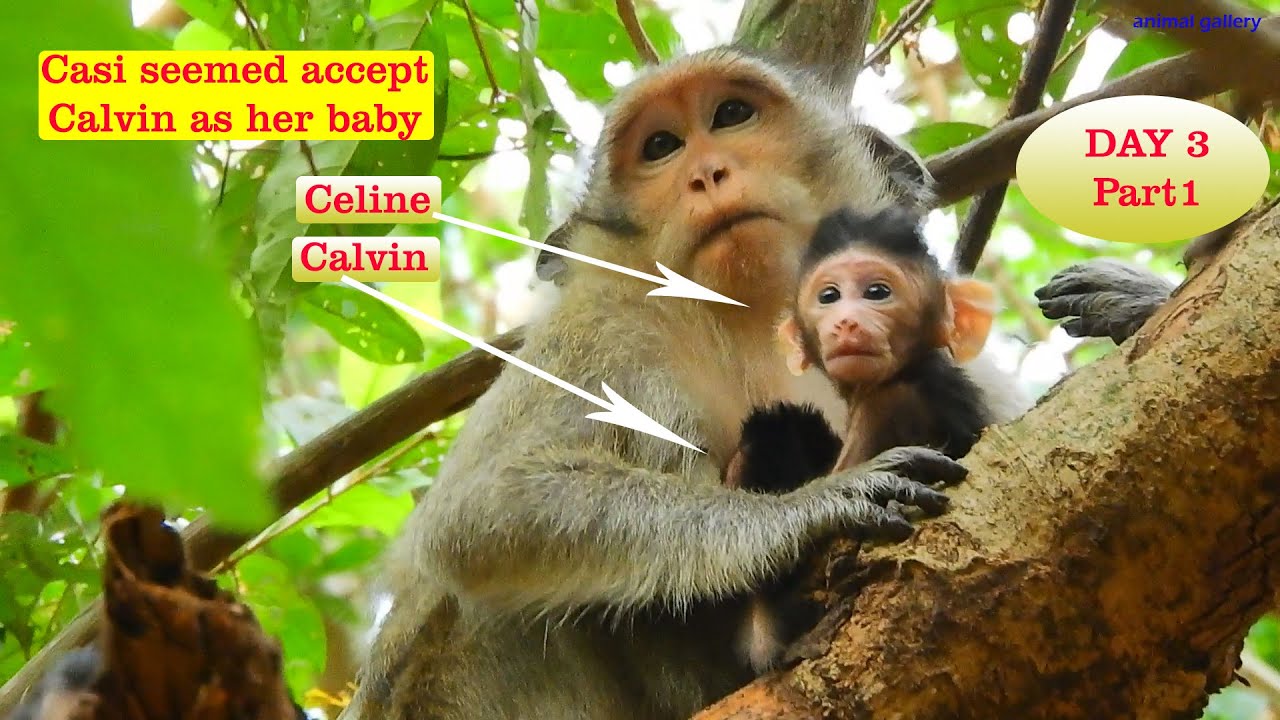 Abandoned newborn Calvin on days 3 With adopted mom Cassie and her baby, Celine.