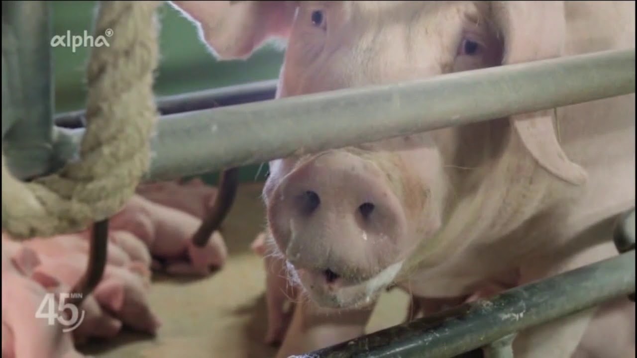 NDR: Eine Zuchtsau zurück ins normale Leben