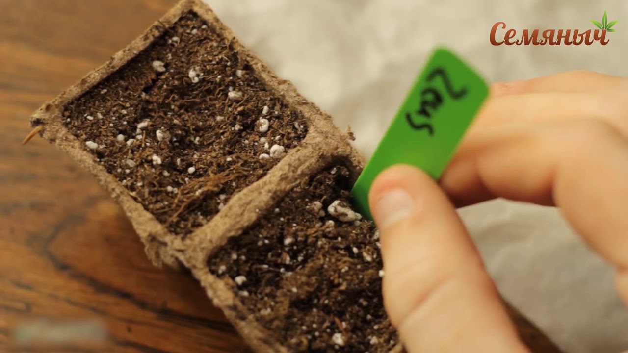 Проросшие семена конопли протрезветь от марихуаны