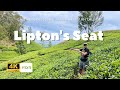 Lipton&#39;s Seat (Липтон Сид) Самые красивые чайные плантации. Шри-Ланка 🇱🇰 (Sri Lanka, ශ්‍රී ලංකා)