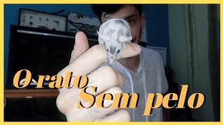 TUDO oque VOCÊ precisa SABER para ter um RATO P3L@DO !!!