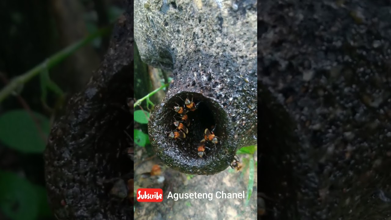 JENIS KELULUT PALING BESAR DAN LANGKAH.....