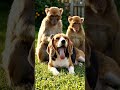 Dog and monkey ka funny videos #shorts #funny #shortvideo #dog