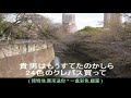 中森明菜: 神田川 日語歌詞中譯-有押韻