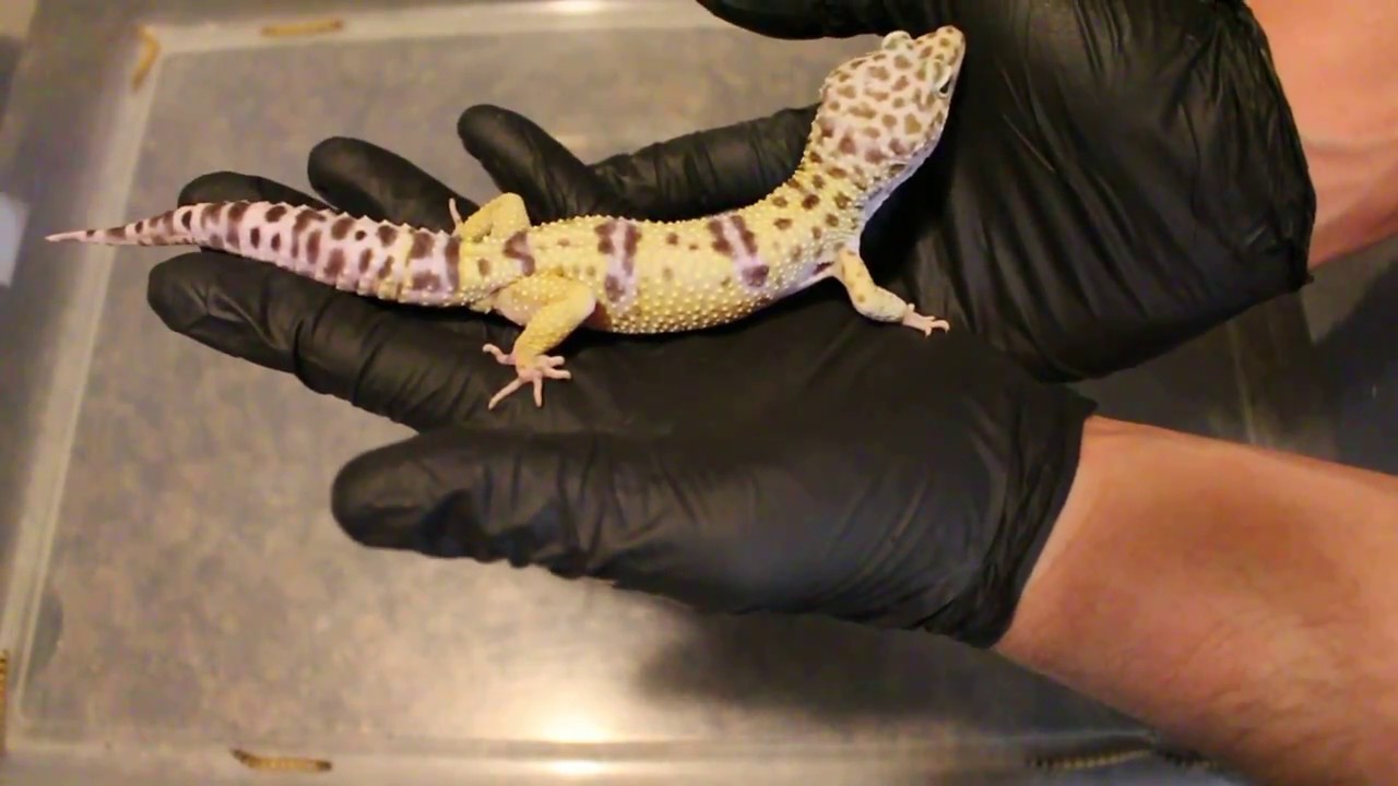 how to video while playing music PURE EUBLEPHARIS TURCMENICUS TURKMENISTAN FAT TAIL GECKO MALE UPDATE DECEMBER 2016