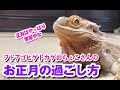 【お正月に密着】１月１日のおちょこさんって何してたの？フトアゴヒゲトカゲ☆ Beardeddragon