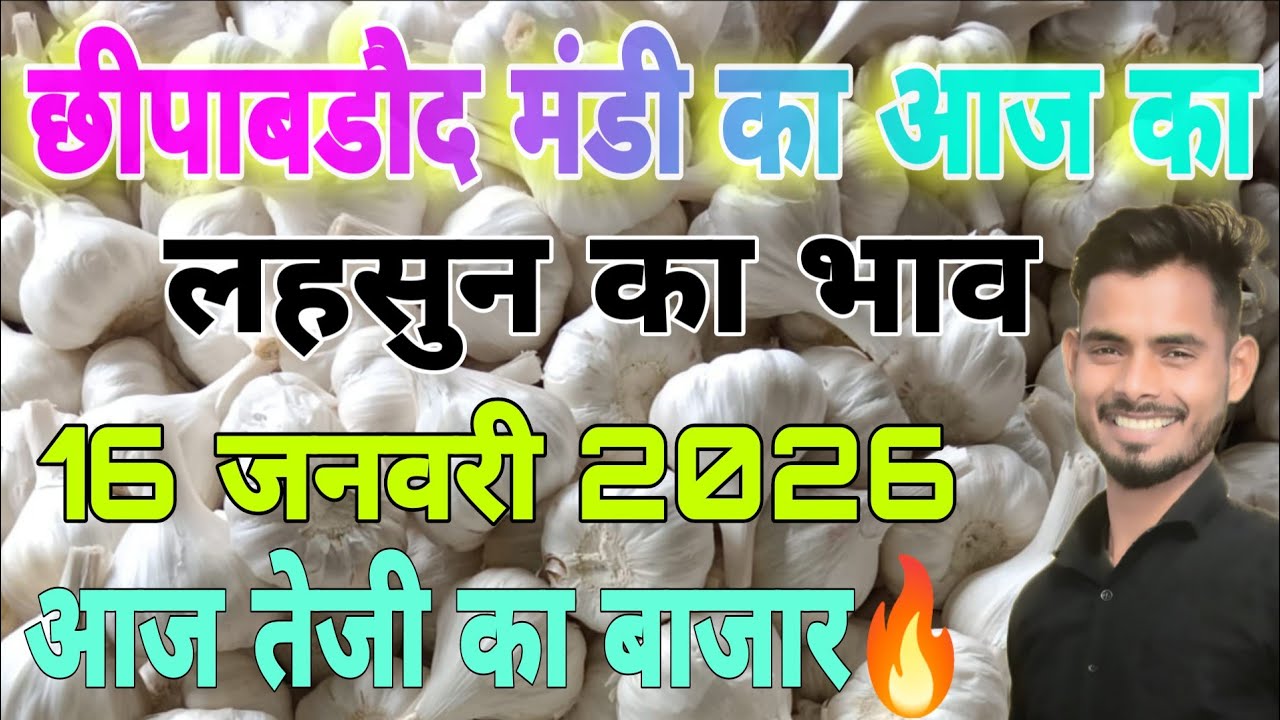 फिर बाजार तेजी,Chhipabarod Lahsun Mandi Ka Bhav | Today Garlic Rate | Aaj Ka Lahsun Ka Bhav