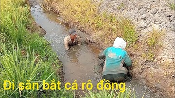 Đi săn bắt cá rô đồng trên cánh đồng lúa chín mà thấy cá lóc trong ống bóng