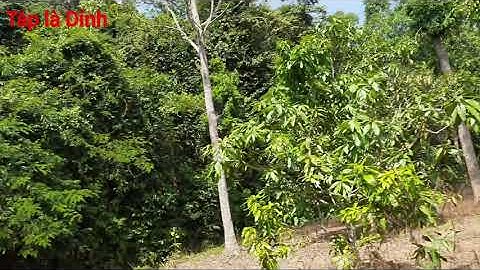 Táp là Dính # chia sẻ điểm câu cá lóc đen, Ngã Ba Cây Sung Rừng Trị An Mã Đà