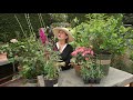 Adding fragrant plants to your garden with dalia