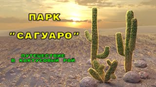 Национальный Парк Сагуаро - Интересные факты о кактусах  - Путешествие в мир кактусов