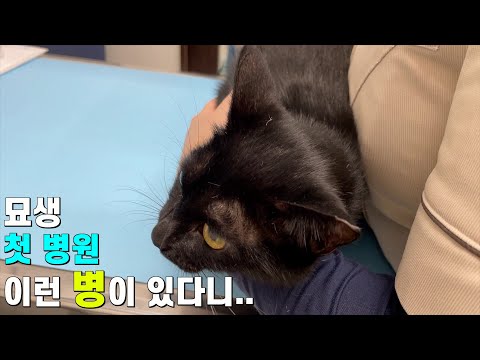 [한국어,日本語]길고양이 자두 이런 병이 있다니!! | 고양이 좁쌀 | 아프지 말자