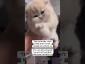 "The desperate cat and the innocent cats."🤣