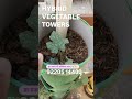 Hybrid vegetable towers - Vertical Vegetable Gardening  Tower Gardening   Alternate of Hydroponic 12