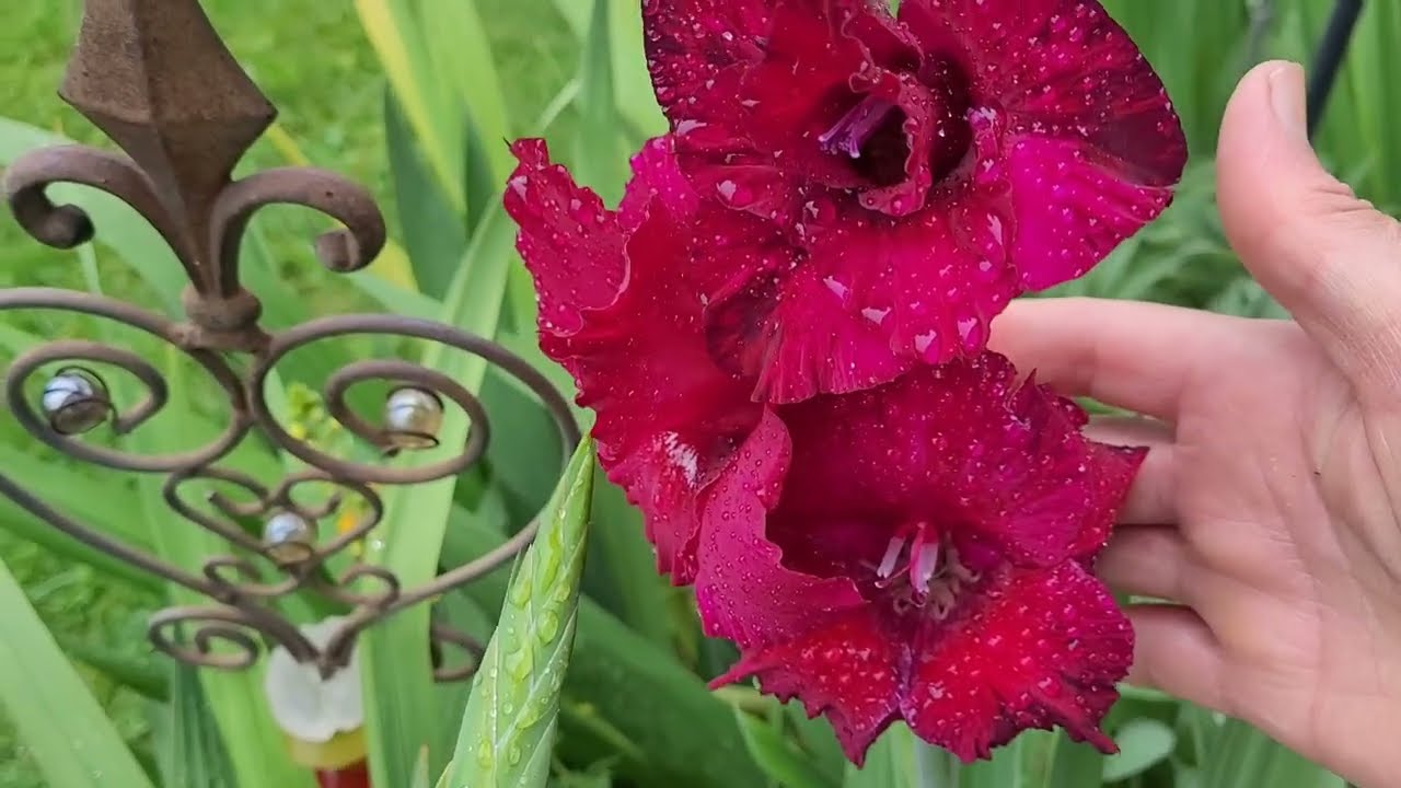 Yagmurdan sonra  çiçeklerim 🙄