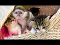 Kittens lick monkey Susie and call her to them