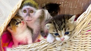 Котята Коко и Биби облизывают малышку обезьянку Сьюзи и хотят играть с ней