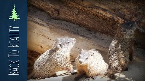 How Groundhogs Hibernate | Plus: BABY Groundhogs!